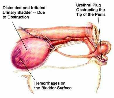 Urolithiasis cure